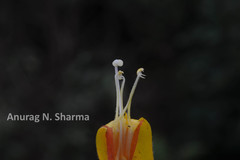 Christisonia bicolor